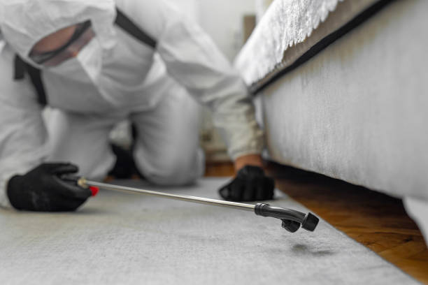 Professional Bed Bug Control technician working in Polk County County, AR